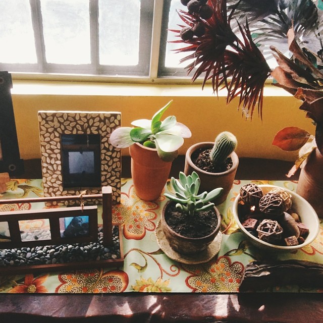 adosofsimple_succulents